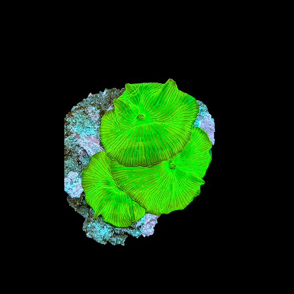 Ultra Discosoma Mushroom Coral