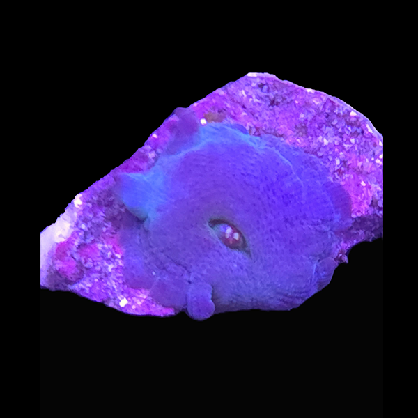 Blue Discoma Mushroom