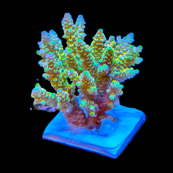 Acropora Aspera - Blue Tip Green 3" frag