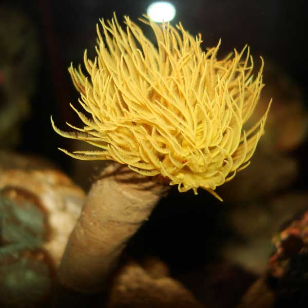 Yellow Feather Duster Tube Worm