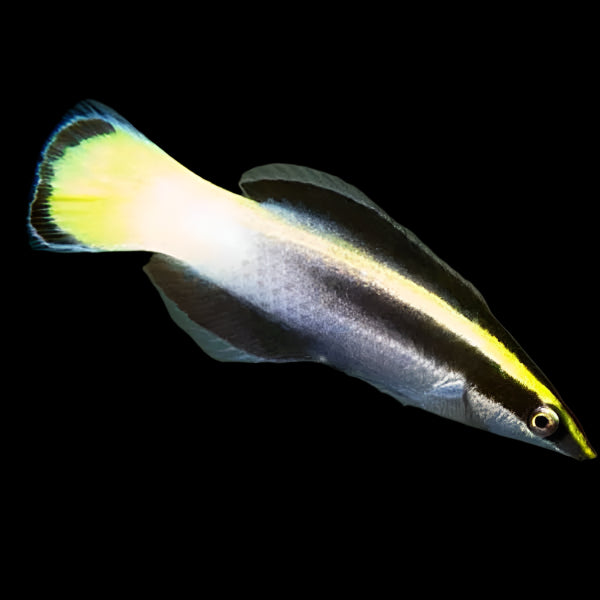 Bicolor Cleaner Wrasse (Large)