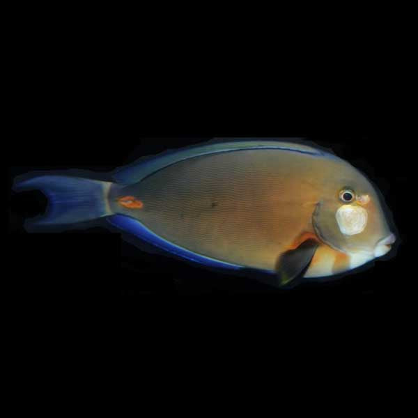 Orange Socket Tang