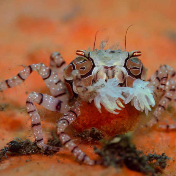 Pom Pom Crab