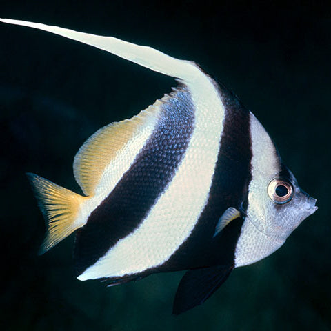 Schooling Bannerfish