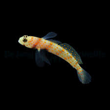 Spotted Prawn Goby