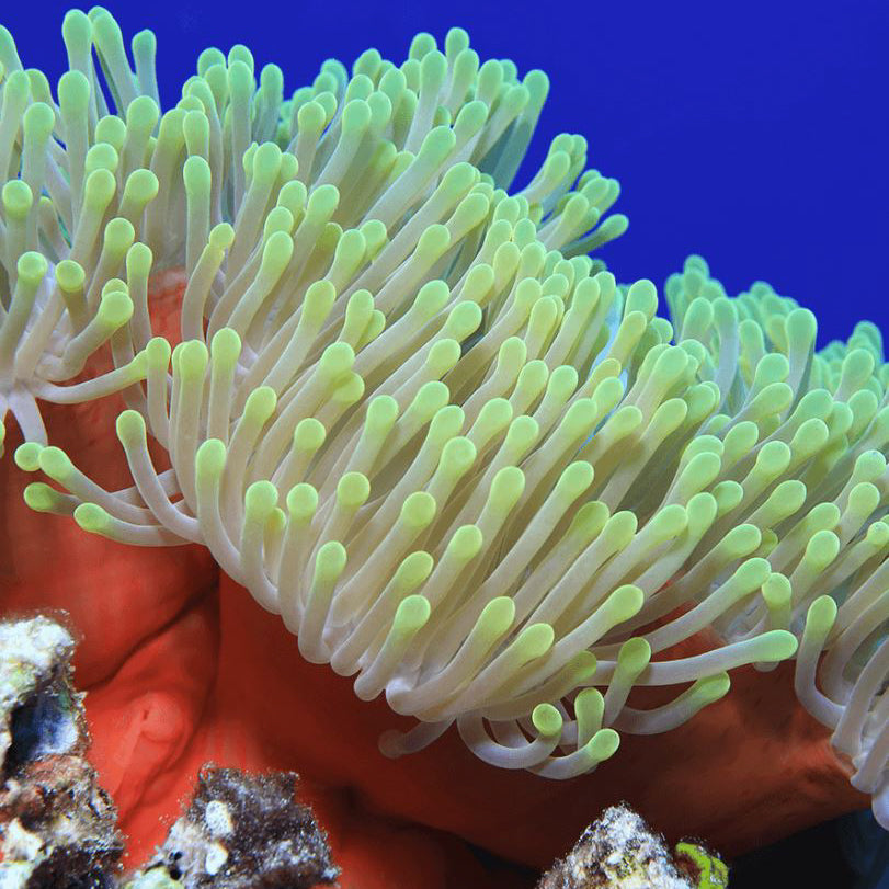 Ritteri Anemone