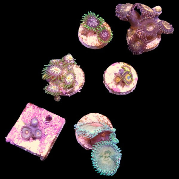Zoanthids Coral Pack 4