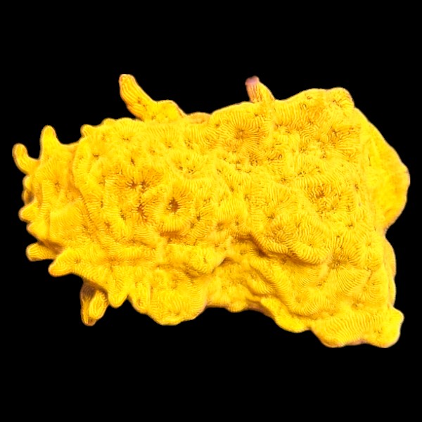 Yellow Leptoseris Frag