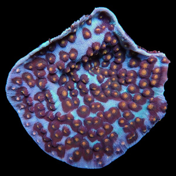 Eye Cup Coral Grade Large