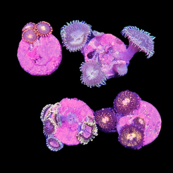 Zoanthids Coral Pack 9