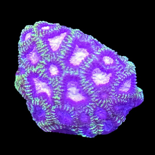 Green Purple Favia Frag