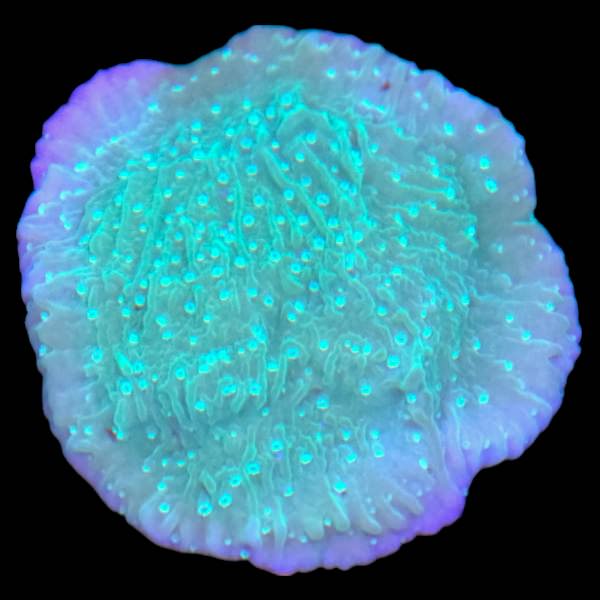 Green Plating Montipora Small Frag