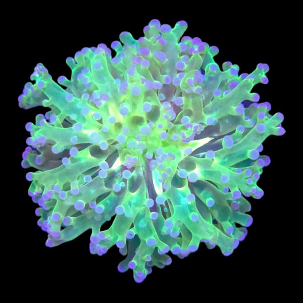 Green Frogspawn Purple Tip