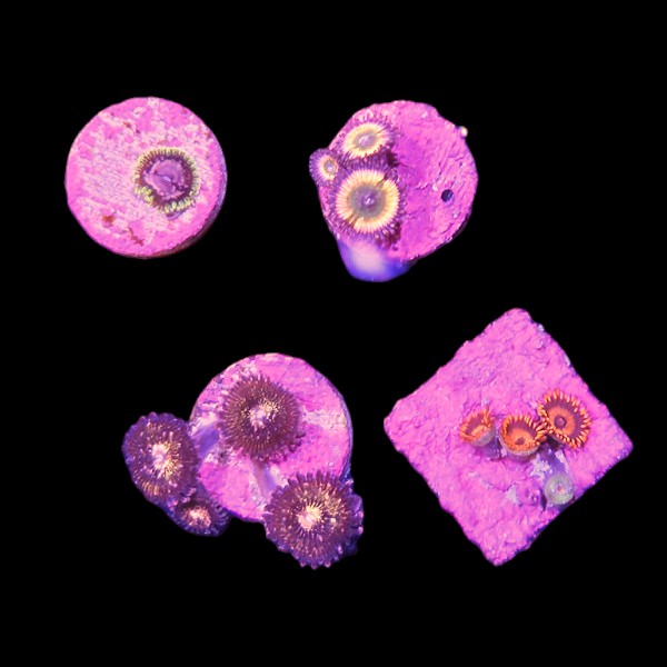 Zoanthids Coral Pack 10