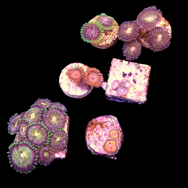 Zoanthids Coral Pack 6