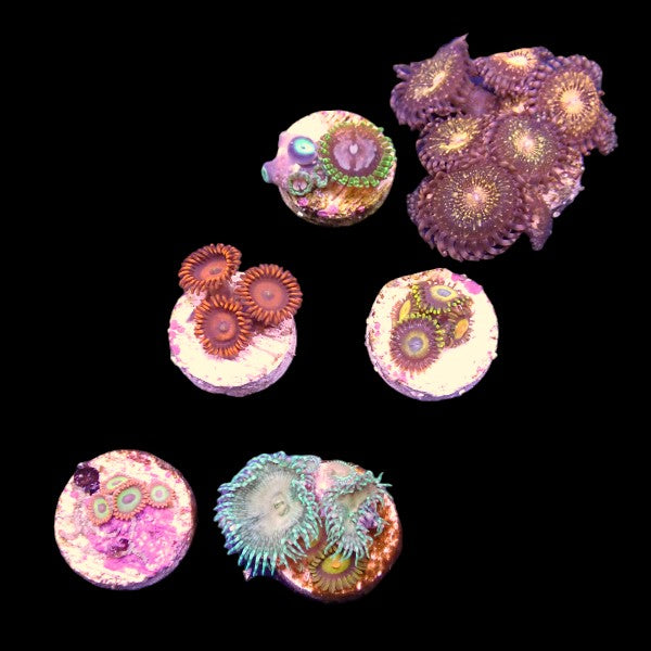 Zoanthids Coral Pack 7