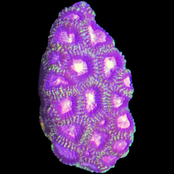 Green Purple Favia - Frag