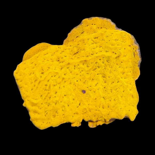 Yellow Leptoseris Frag