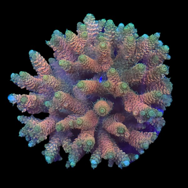 SPS Colony R - WYSIWYG