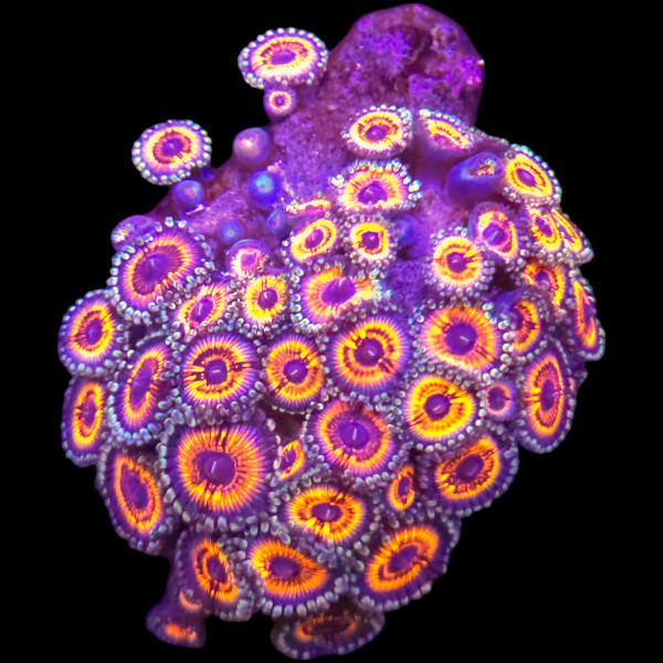 Armor of God Zoanthid Rock A - WYSIWYG