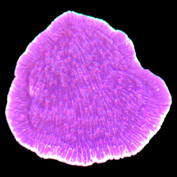 Red Plating Montipora Small Frag