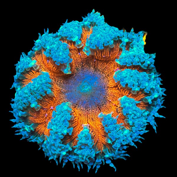 Rock Flower Anemone (Orange/Blue)