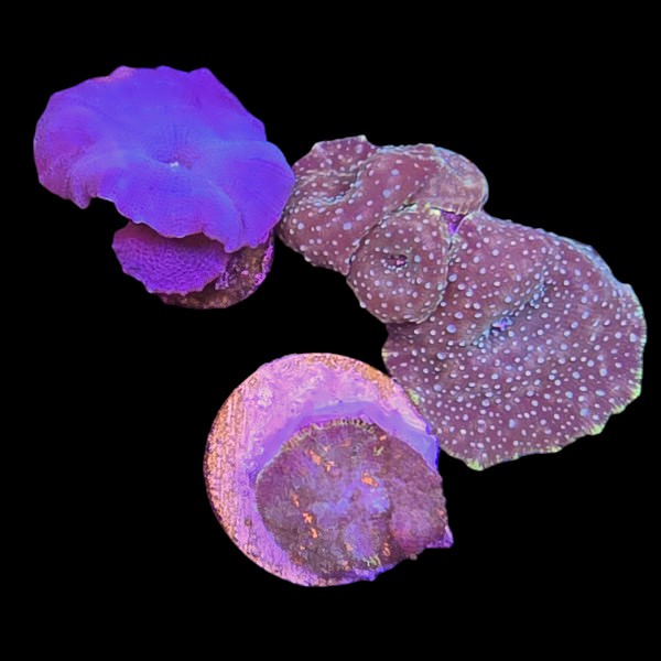 Mushroom Coral Pack 3 - WYSIWYG