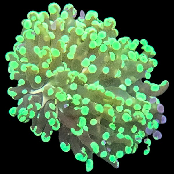 Green Tipped Frogspawn