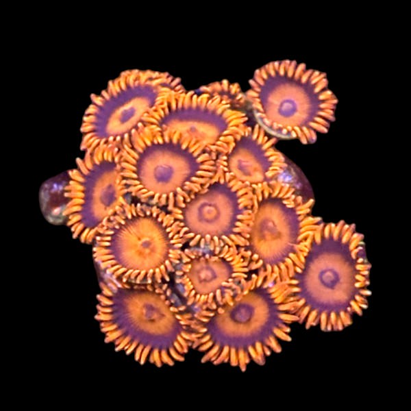 Firecracker Zoanthid