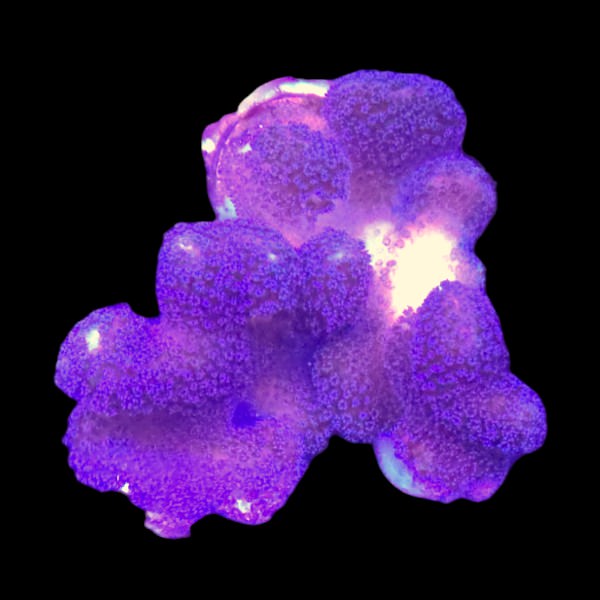 Purple Stylophora Frag - WYSIWYG