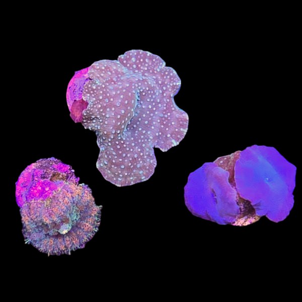 Mushroom Coral Pack 1