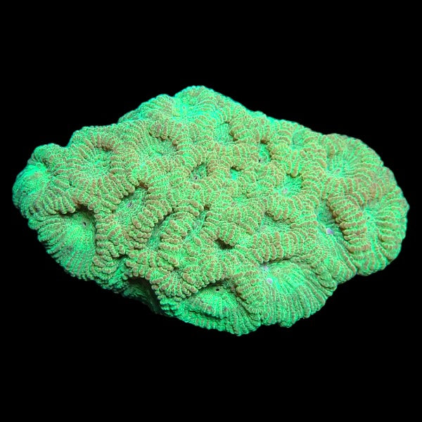 Green Favia Brain Colony - B