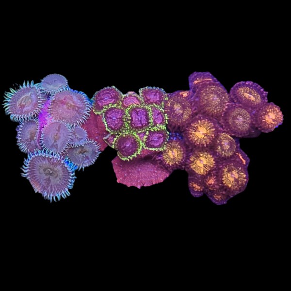 Zoanthids Coral Pack 15 - WYSIWYG