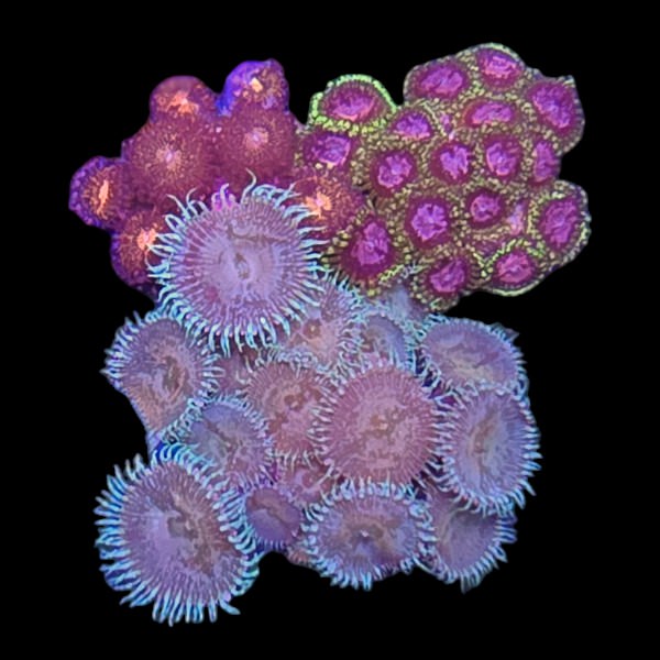 Zoanthids Coral Pack 14 - WYSIWYG