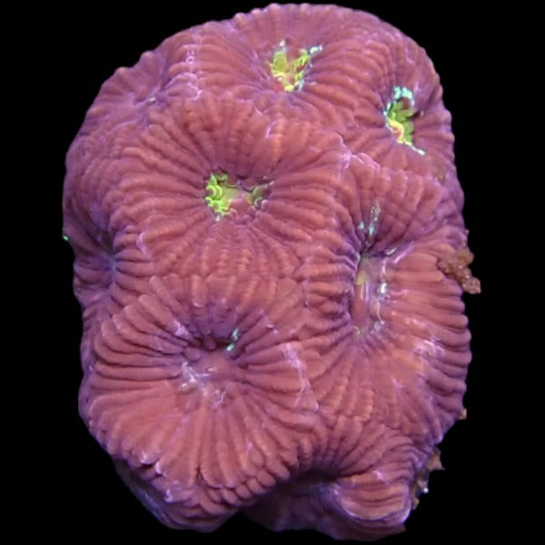 Purple Favia frag