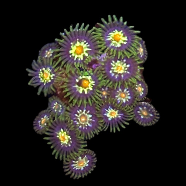 Pinwheel  Zoas