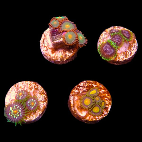 Zoanthids Coral Pack 1