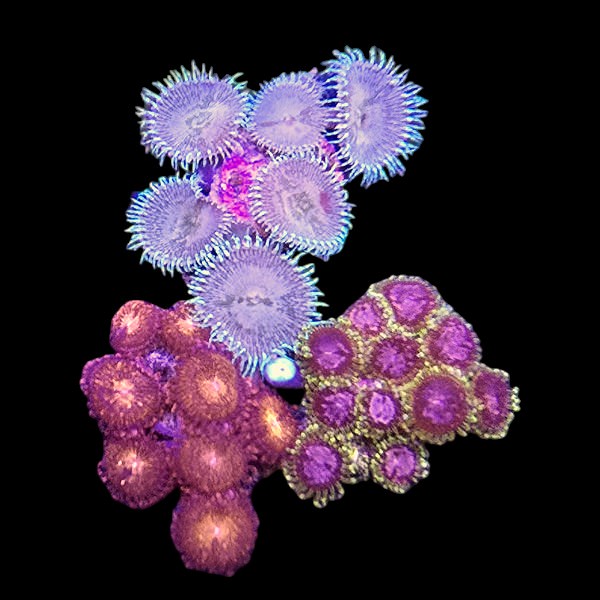 Zoanthids Coral Pack 12 - WYSIWYG