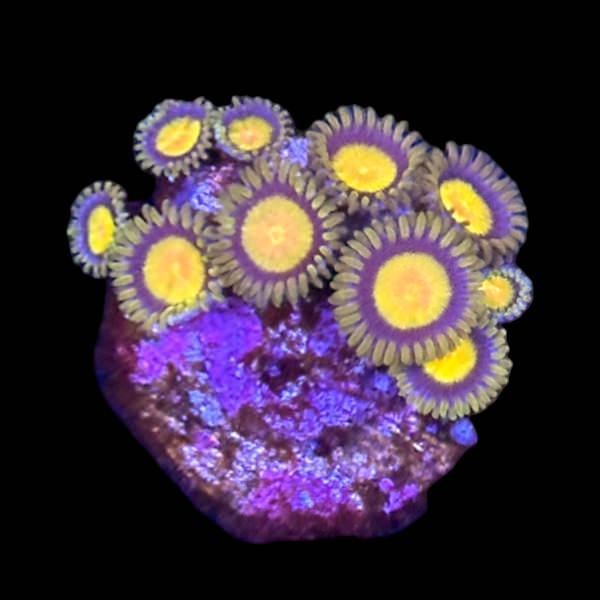 King Midas Zoanthid