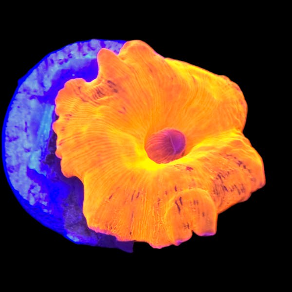 Ultra Orange Mushroom