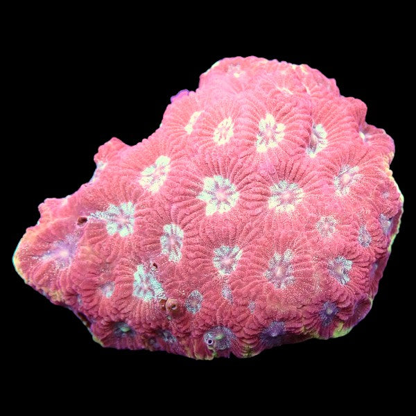 Pink Favia Frag - A