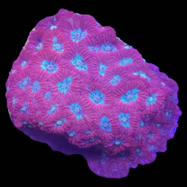 Pink Favia Frag - A