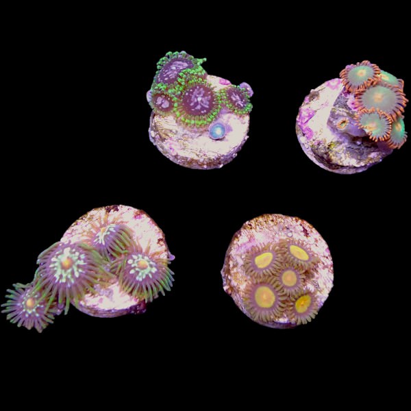 Zoanthids Coral Pack 2
