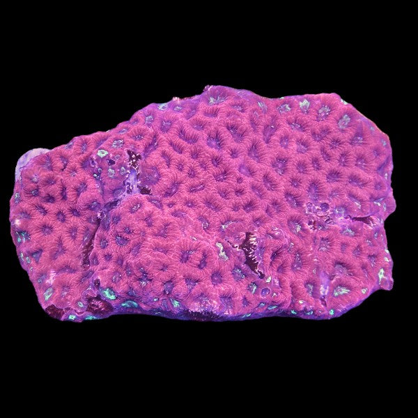 Purple Favia Colony