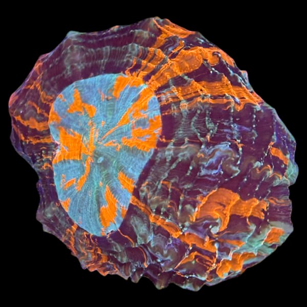 Ultra Orange Blue Acanthophyllia