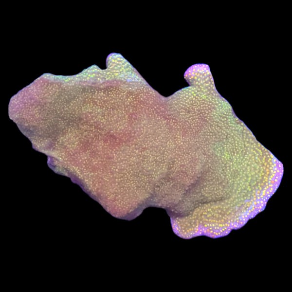 Rainbow Montipora Large Frag - B