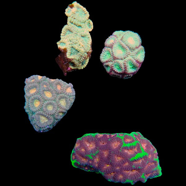 Favia Coral Pack 2