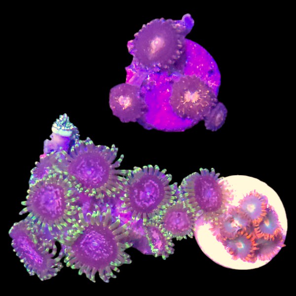 Zoanthids Coral Pack 6 - WYSIWYG