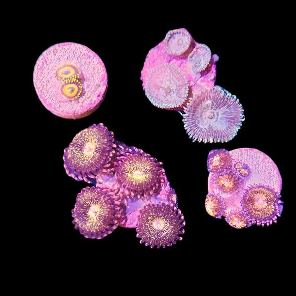 Zoanthids Coral Pack 3