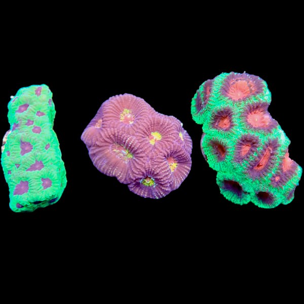 Favia Coral Pack 1